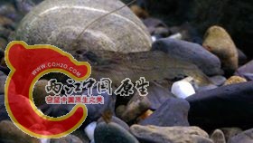 缸中惡霸~寬掌沼蝦
