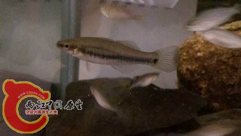 擬鯉短塘鱧