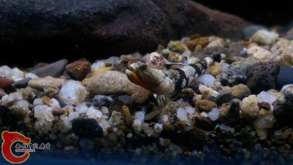 裸身蝦虎的公魚