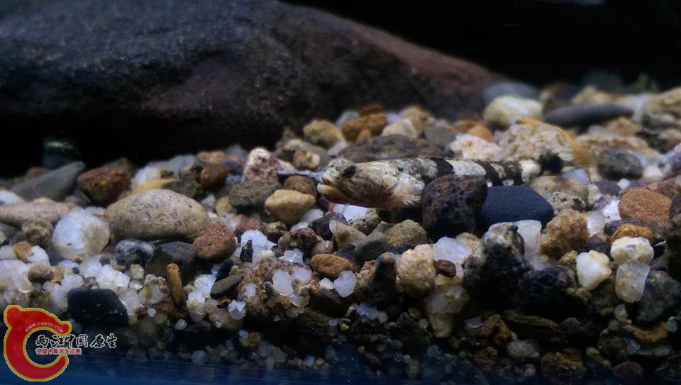 裸身蝦虎的公魚