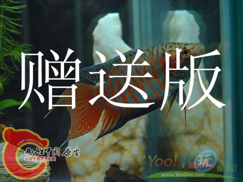 20100717174559-1596415277.jpg