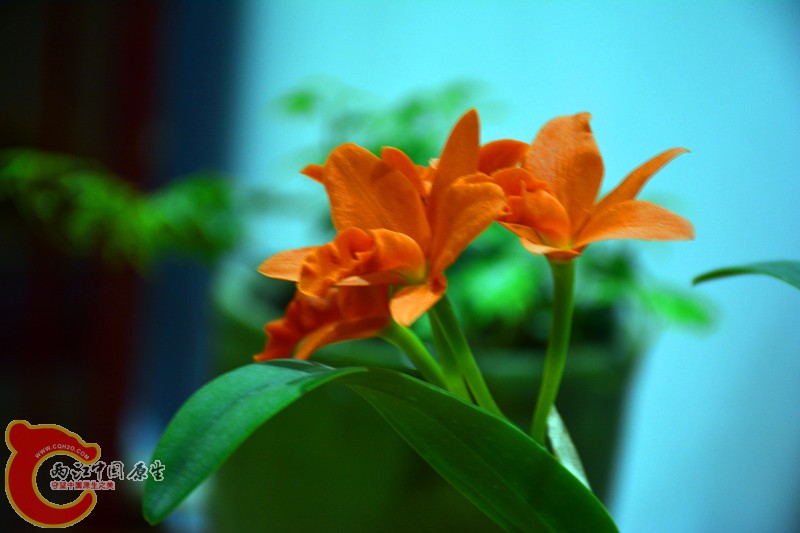 DSC_1767.JPG