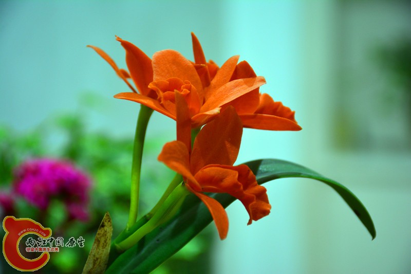 DSC_1768.JPG