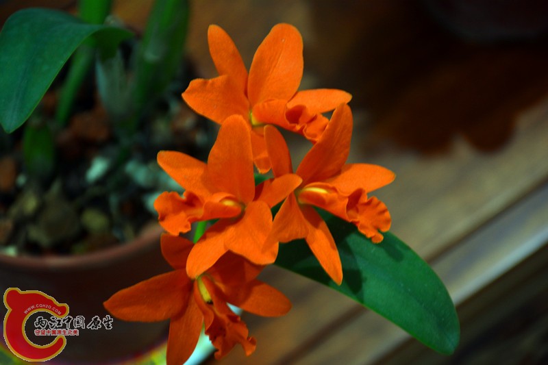 DSC_1769.JPG