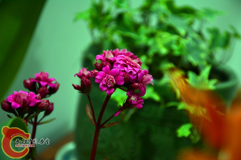 DSC_1771.JPG