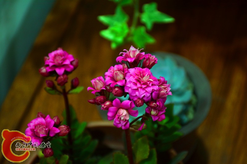 DSC_1773.JPG