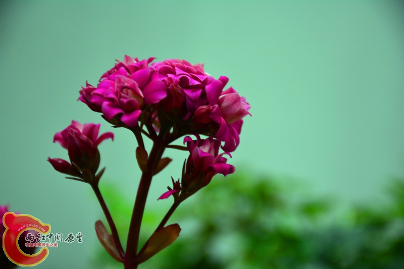 DSC_1774.JPG