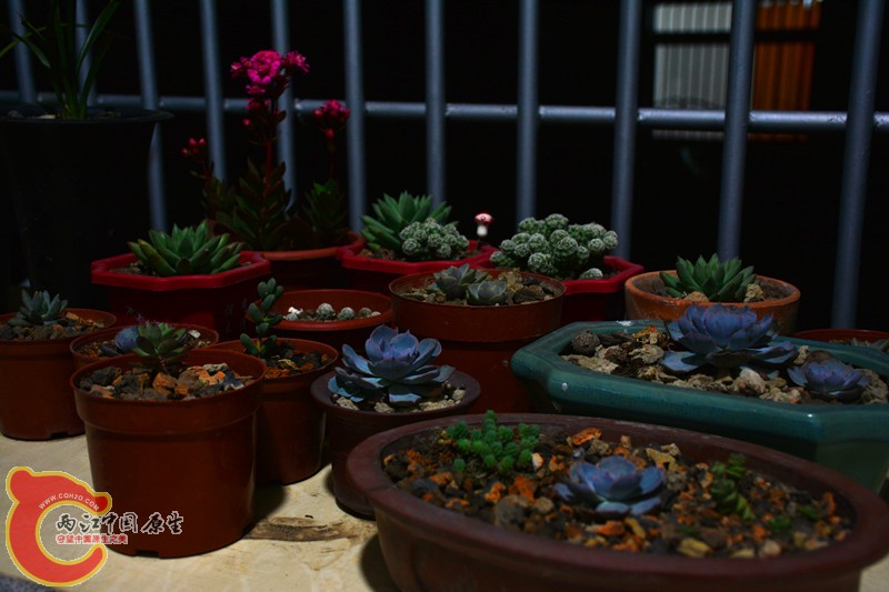 DSC_1802.JPG