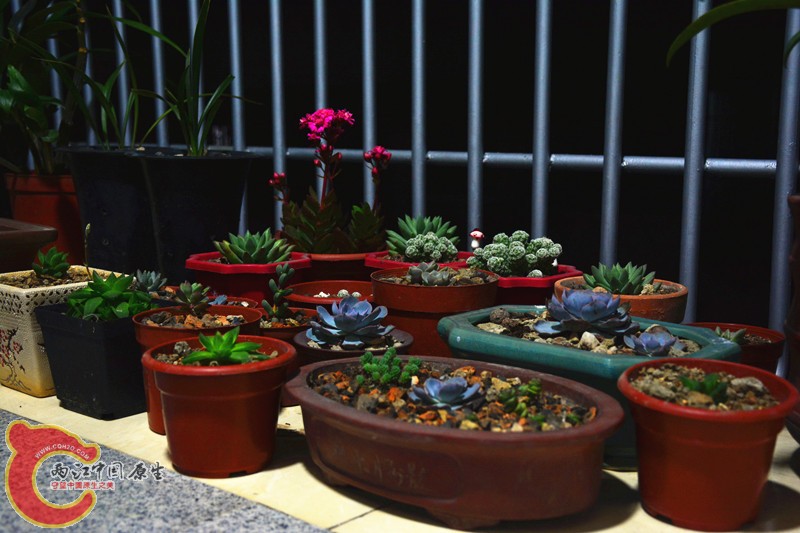 DSC_1803.JPG
