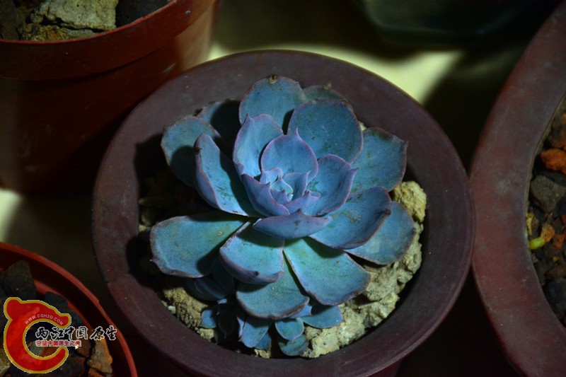 DSC_1812.JPG