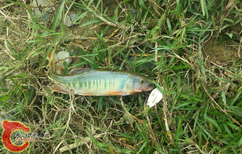 预料之中,贪吃的后果.