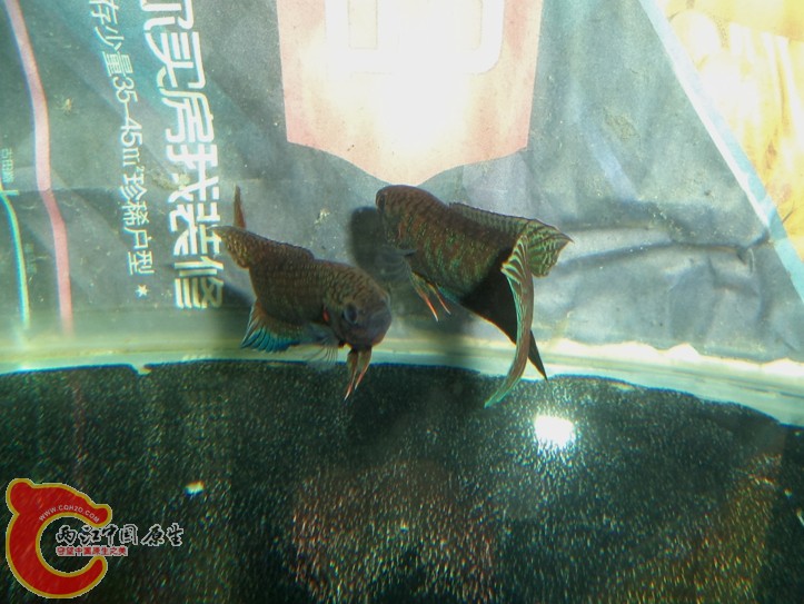 DSC03914.JPG