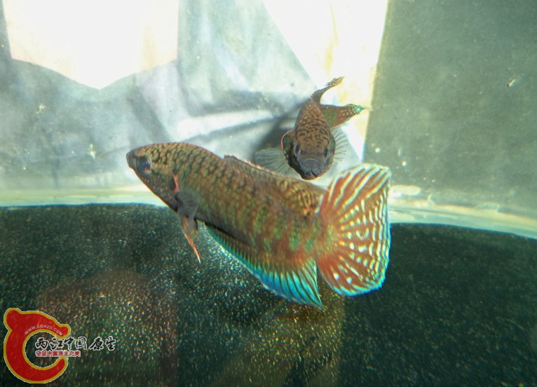 DSC03906.JPG