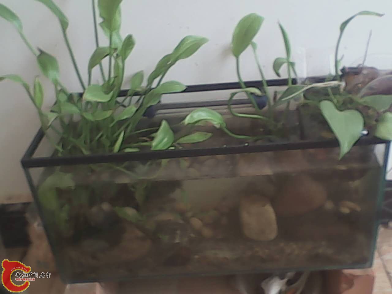 小缸