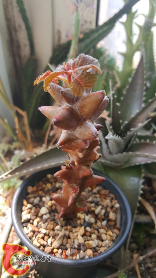 20160421_101528_副本.jpg