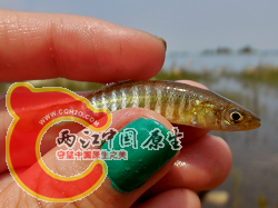 Banded Killifish 1.png