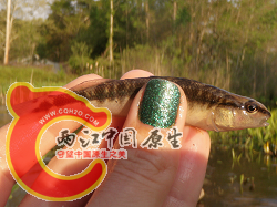 Blackbanded Darter 1.png