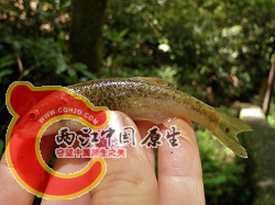 Blacknose Dace 1.png