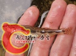 Blackside Darter 1.png