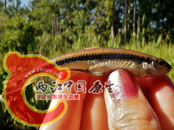 Coastal Shiner 1.png