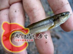 Creek Chub 1.jpg