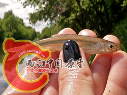 Emerald Shiner 1.png