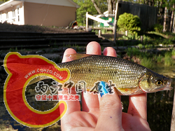 Golden Shiner 1.png
