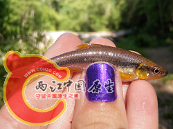 Greenhead Shiner 2.png