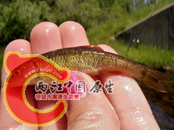 Hornyhead Chub 1.png