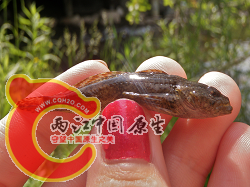 Mottled Sculpin 1.png