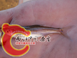 Sand Shiner 1.png