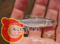 Satinfin Shiner 1.png