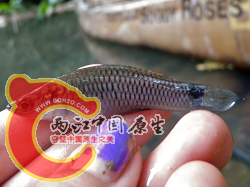 Two-Spot Livebearer 1.png