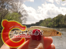 Whitefin Shiner 1.png