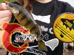 Yellow Perch 1.png