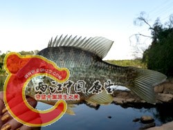 Redear Sunfish 1.jpg