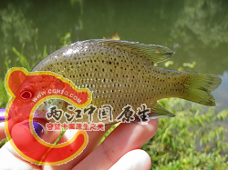 Spotted Sunfish 1.png