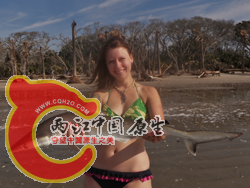 Atlantic Sharpnose Shark 1.png