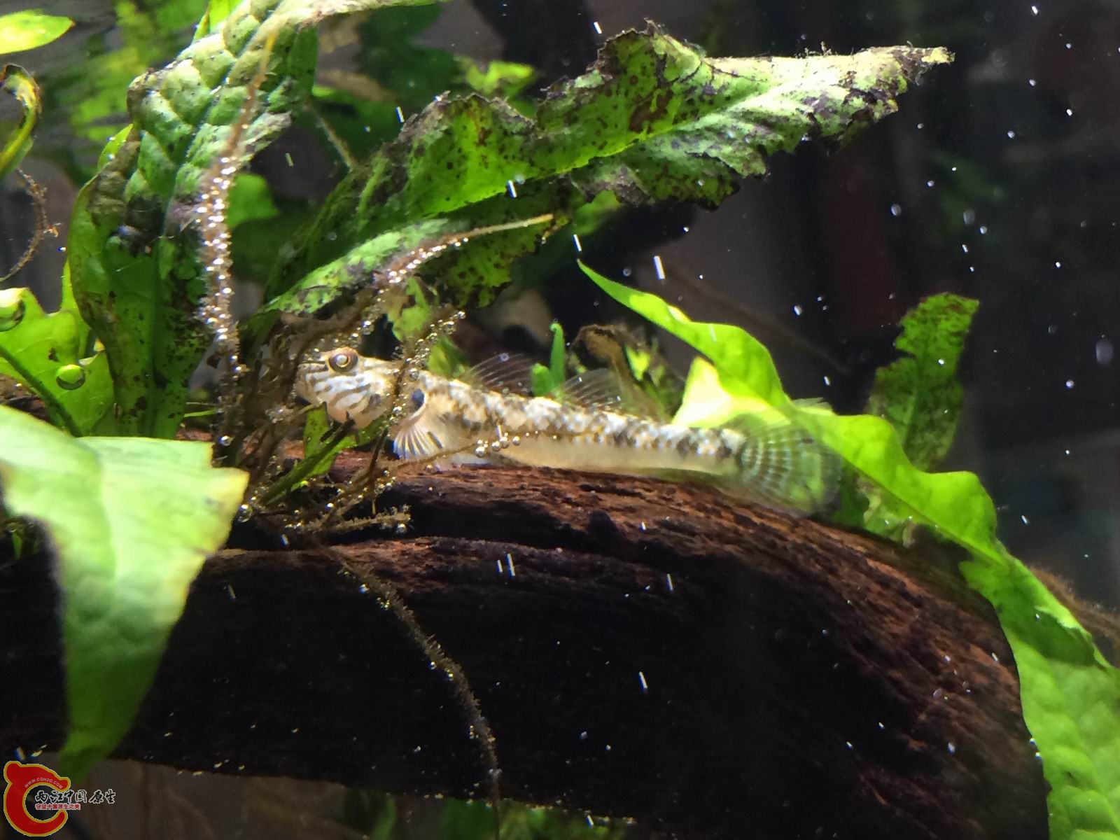 调整大小 IMG_0035.JPG