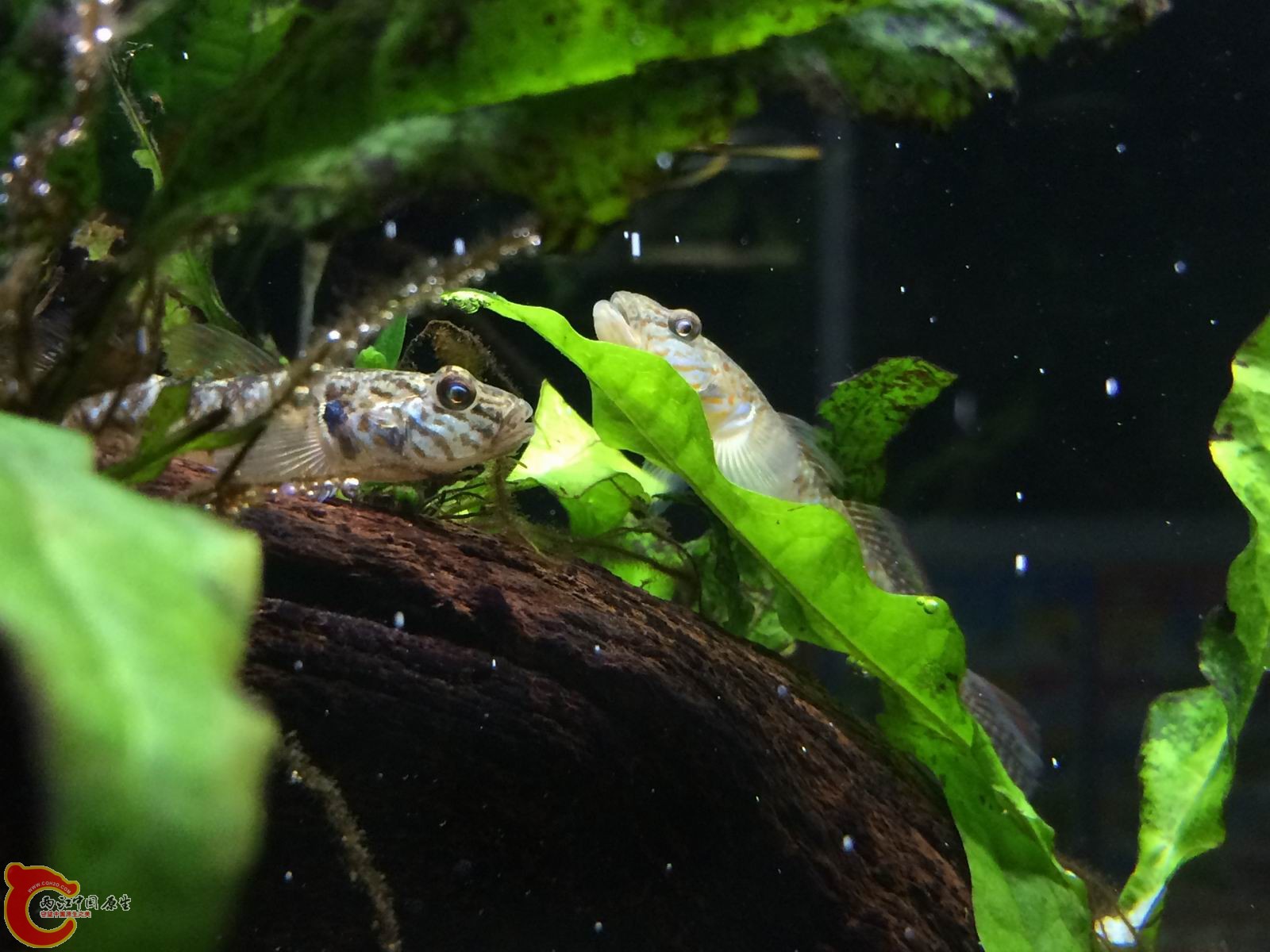 调整大小 IMG_0038.JPG