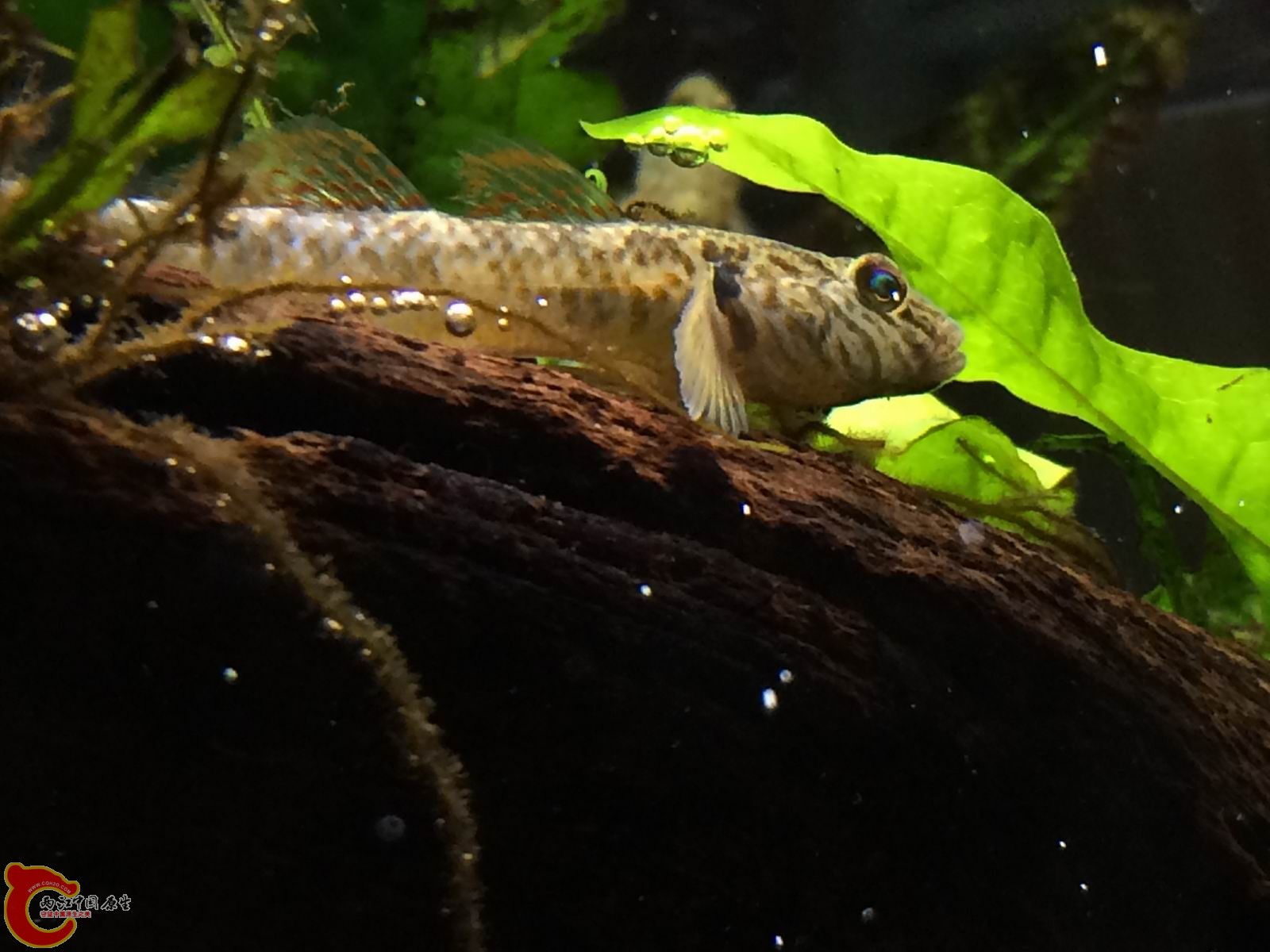 调整大小 IMG_0043.JPG