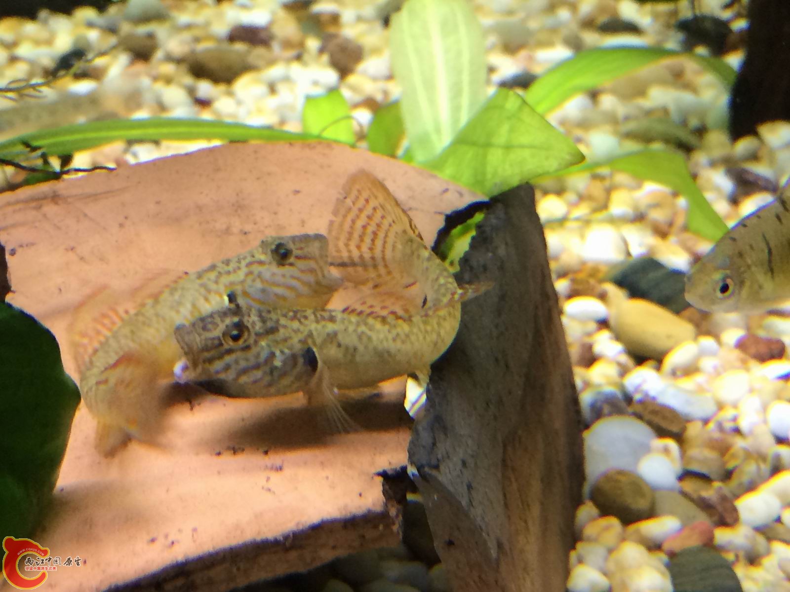 调整大小 IMG_0314.JPG