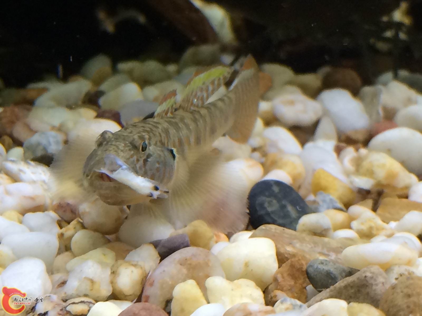 调整大小 IMG_0324.JPG