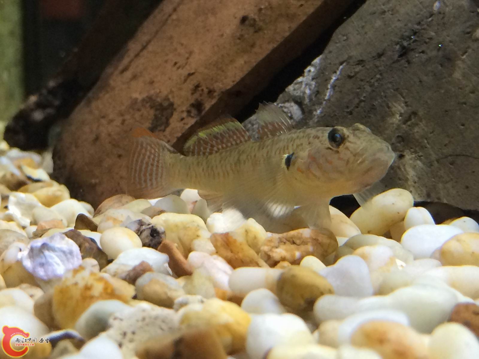 调整大小 IMG_0335.JPG