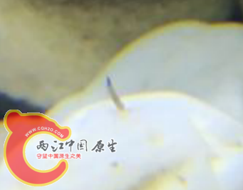 放大