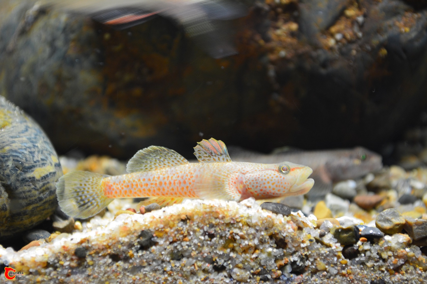 DSC_0056.JPG