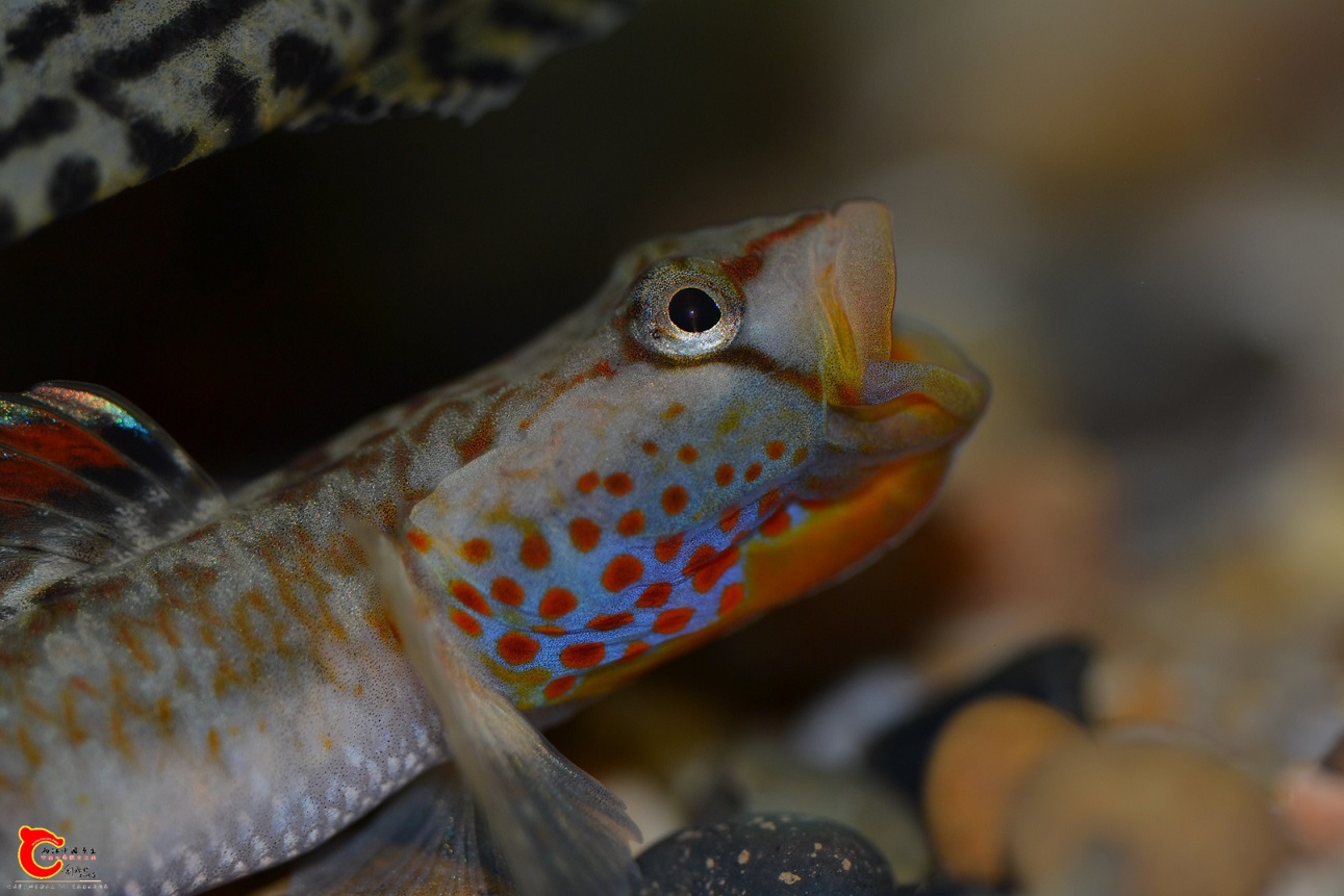 DSC_3115.JPG
