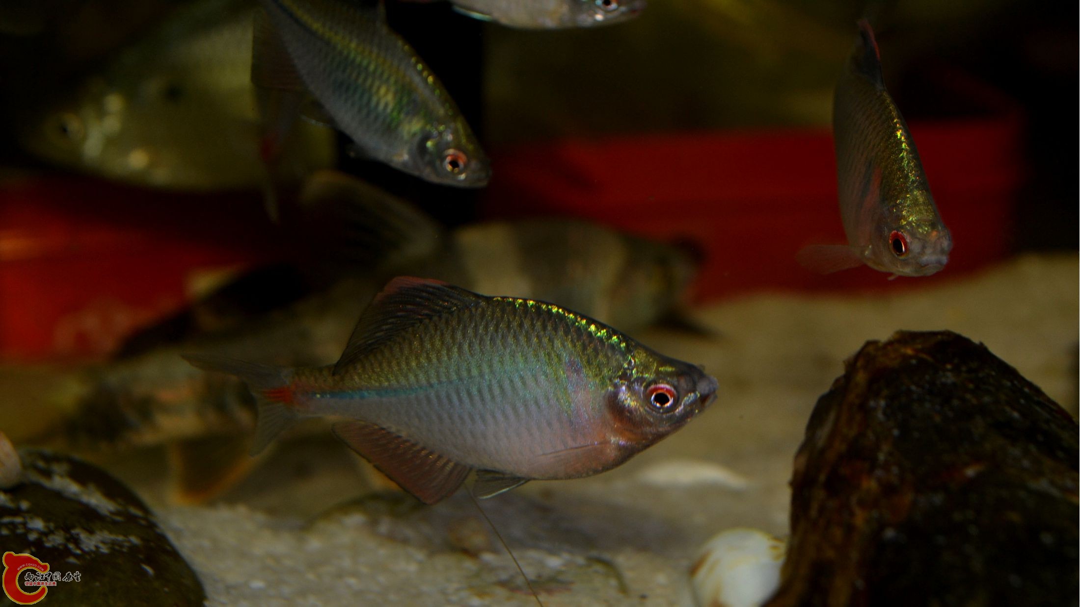 DSC_0143.JPG