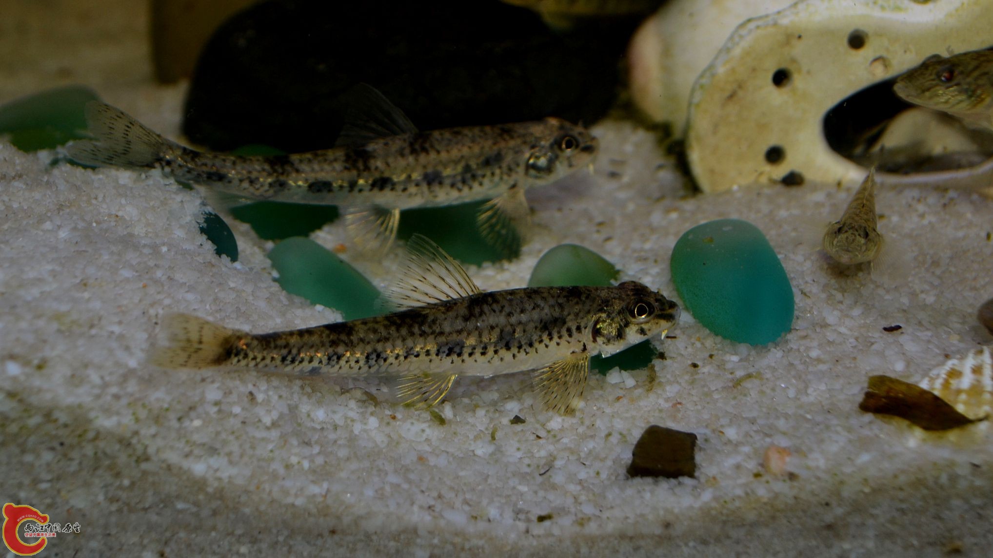 DSC_0161.JPG