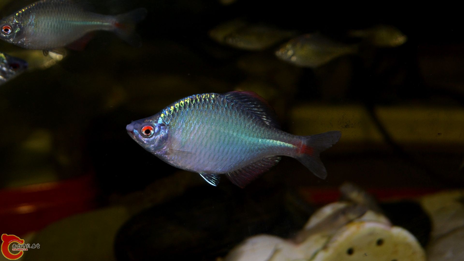 DSC_0258.JPG